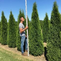 Grote Westerse Levensboom (Thuja Occidentalis 'Smaragd') 6 Grote Westerse Levensboom (Thuja Occidentalis 'Smaragd') -Aanbiedingen Hortus Groei Winkel thuja occ smaragd 250300 2