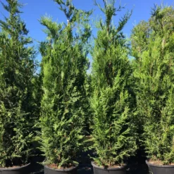 Grote Levensboom (Thuja Plicata 'Atrovirens') -Aanbiedingen Hortus Groei Winkel thuja pl. atrovirens h225250cm