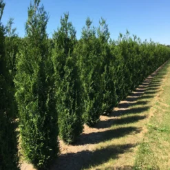 Aanbiedingen Hortus Groei Winkel 23 Grote Levensboom (Thuja Plicata 'Atrovirens')