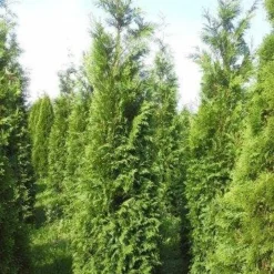 Levensboom (Thuja Plicata 'Atrovirens') -Aanbiedingen Hortus Groei Winkel thuja pl atrovirens 300
