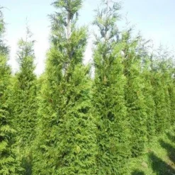 Levensboom (Thuja Plicata 'Atrovirens') -Aanbiedingen Hortus Groei Winkel thuja pl atrovirens 300 350 1