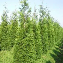 Levensboom (Thuja Plicata 'Martin') 23 Levensboom (Thuja Plicata 'Martin') -Aanbiedingen Hortus Groei Winkel thuja pl martin 300 350