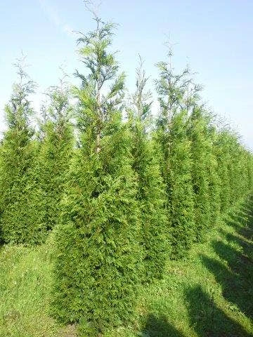 Levensboom (Thuja Plicata 'Martin') 8 Levensboom (Thuja Plicata 'Martin') - Afbeelding 8