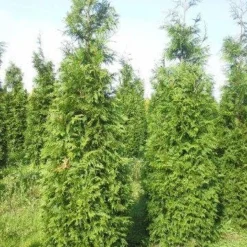 Levensboom (Thuja Plicata 'Martin') -Aanbiedingen Hortus Groei Winkel thuja pl martin 300 350 1 1