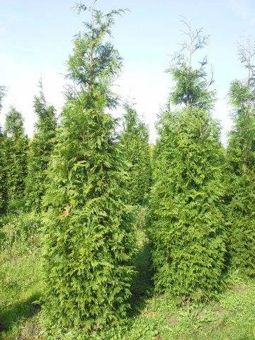 Levensboom (Thuja Plicata 'Martin') 7 Levensboom (Thuja Plicata 'Martin') - Afbeelding 7