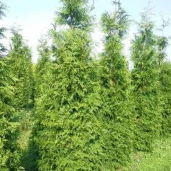 Levensboom (Thuja Plicata 'Martin') -Aanbiedingen Hortus Groei Winkel thuja pl martin 300 350 2 1