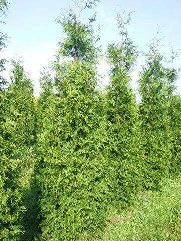 Levensboom (Thuja Plicata 'Martin') 10 Levensboom (Thuja Plicata 'Martin') - Afbeelding 10