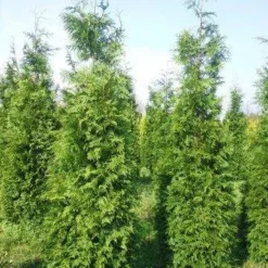 Levensboom (Thuja Plicata 'Martin') -Aanbiedingen Hortus Groei Winkel thuja pl martin 300 350 3 1