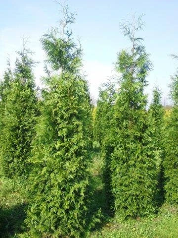 Levensboom (Thuja Plicata 'Martin') 9 Levensboom (Thuja Plicata 'Martin') - Afbeelding 9