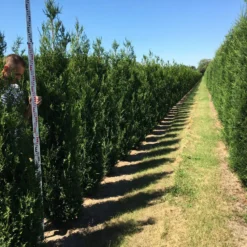 Grote Levensboom (Thuja Plicata 'Atrovirens') 7 Grote Levensboom (Thuja Plicata 'Atrovirens') -Aanbiedingen Hortus Groei Winkel thuja plic atrovirens 200250 1