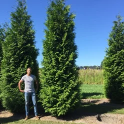 Grote Levensboom (Thuja Plicata 'Atrovirens') -Aanbiedingen Hortus Groei Winkel thuja plic atrovirens 600700