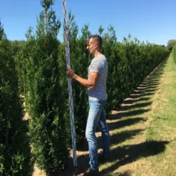 Aanbiedingen Hortus Groei Winkel -Aanbiedingen Hortus Groei Winkel thuja plic atrovirnes 250300 2