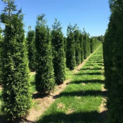 Grote Haagconifeer (Thuja Plicata 'Excelsa') 23 Grote Haagconifeer (Thuja Plicata 'Excelsa') -Aanbiedingen Hortus Groei Winkel thuja plic excelsa 2