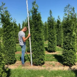 Grote Haagconifeer (Thuja Plicata 'Excelsa') 15 Grote Haagconifeer (Thuja Plicata 'Excelsa') -Aanbiedingen Hortus Groei Winkel thuja plic excelsa 250300 3 2