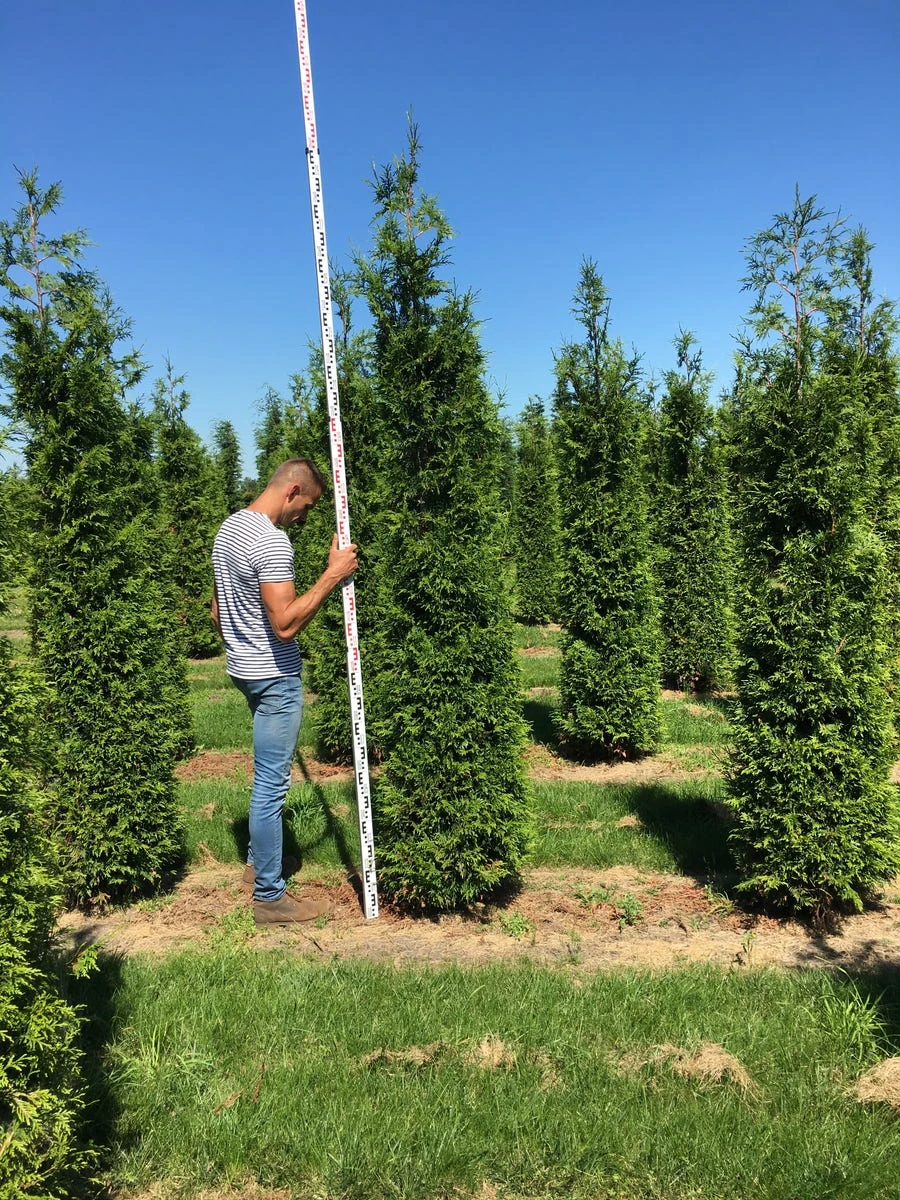 Grote Haagconifeer (Thuja Plicata 'Excelsa') 4 Grote Haagconifeer (Thuja Plicata 'Excelsa') - Afbeelding 4