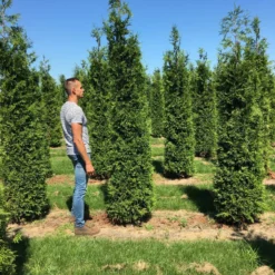 Grote Haagconifeer (Thuja Plicata 'Excelsa') 14 Grote Haagconifeer (Thuja Plicata 'Excelsa') -Aanbiedingen Hortus Groei Winkel thuja plic excelsa 300350 2