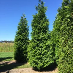 Grote Haagconifeer (Thuja Plicata 'Excelsa') 17 Grote Haagconifeer (Thuja Plicata 'Excelsa') -Aanbiedingen Hortus Groei Winkel thuja plic excelsa 400450 2
