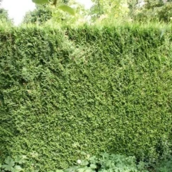 Levensboom (Thuja Plicata 'Atrovirens') -Aanbiedingen Hortus Groei Winkel thuja plicatum atrovirens 1