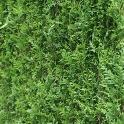 Levensboom (Thuja Plicata 'Atrovirens') -Aanbiedingen Hortus Groei Winkel thuja plicatum atrovirens 2