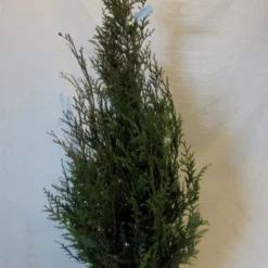 Levensboom (Thuja Plicata 'Atrovirens') -Aanbiedingen Hortus Groei Winkel thujapatrovirens100 125