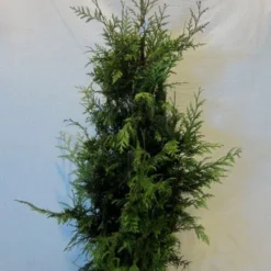 Reuzenlevensboom (Thuja Plicata 'Excelsa') -Aanbiedingen Hortus Groei Winkel thujapexcelsa100 125