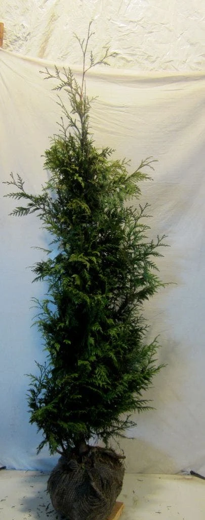 Reuzenlevensboom (Thuja Plicata 'Excelsa') 9 Reuzenlevensboom (Thuja Plicata 'Excelsa') - Afbeelding 9
