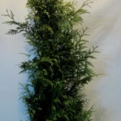 Reuzenlevensboom (Thuja Plicata 'Excelsa') -Aanbiedingen Hortus Groei Winkel thujapexcelsa150 175