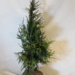 Levensboom (Thuja Plicata 'Martin') -Aanbiedingen Hortus Groei Winkel thujapmartin060 080 1
