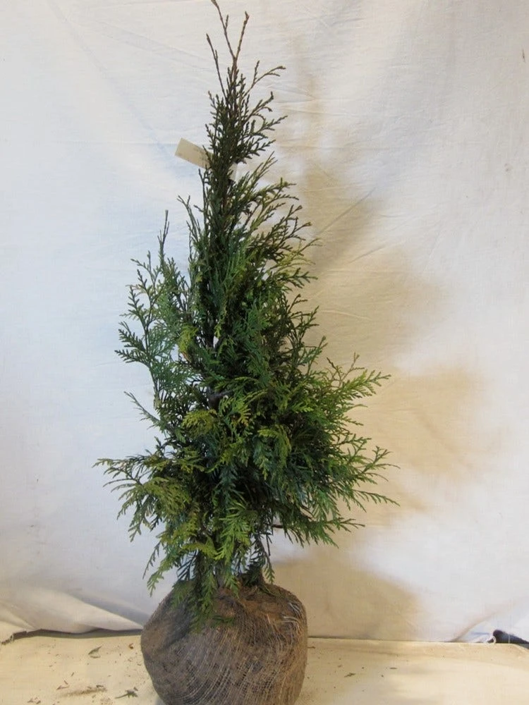 Levensboom (Thuja Plicata 'Martin') 11 Levensboom (Thuja Plicata 'Martin') - Afbeelding 11