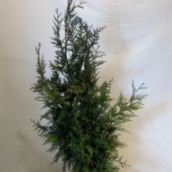 Levensboom (Thuja Plicata 'Martin') -Aanbiedingen Hortus Groei Winkel thujapmartin080 100 1