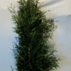 Levensboom (Thuja Plicata 'Martin') -Aanbiedingen Hortus Groei Winkel thujapmartin125 150 1
