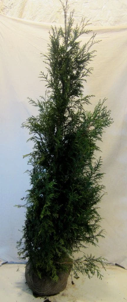 Levensboom (Thuja Plicata 'Martin') 15 Levensboom (Thuja Plicata 'Martin') - Afbeelding 15