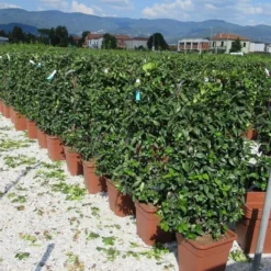 Toscaanse Jasmijn Als Leivorm(Trachelospernum Jasminoides) -Aanbiedingen Hortus Groei Winkel trachelospermum jasminoides 52x110 leivorm 1
