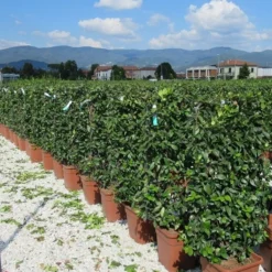 Toscaanse Jasmijn Als Leivorm(Trachelospernum Jasminoides) -Aanbiedingen Hortus Groei Winkel trachelospermum jasminoides 52x110 leivorm 2 1