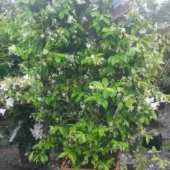 Toscaanse Jasmijn Als Leivorm(Trachelospernum Jasminoides) -Aanbiedingen Hortus Groei Winkel trachelospernum jasm. leivorm 100125 2 1
