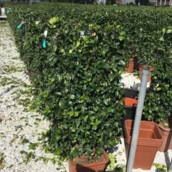 Toscaanse Jasmijn Als Leivorm(Trachelospernum Jasminoides) -Aanbiedingen Hortus Groei Winkel trachelospernum jasminoides 90x50 cm 1