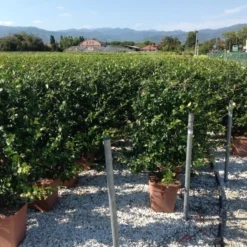 Toscaanse Jasmijn Als Leivorm(Trachelospernum Jasminoides) -Aanbiedingen Hortus Groei Winkel trachelospernum jasminoides lage leivorm 1