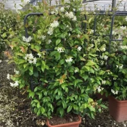 Toscaanse Jasmijn Als Leivorm(Trachelospernum Jasminoides) -Aanbiedingen Hortus Groei Winkel trachelospernum jasminoides lage leivorm met bloem 1