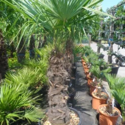 Winterharde Palm (Trachycarpus Fortunei) 11 Winterharde Palm (Trachycarpus Fortunei) -Aanbiedingen Hortus Groei Winkel trachycarpus fortunei 80 100stam