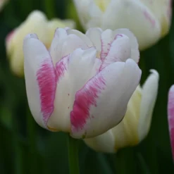 Tulp (Tulipa 'Double Shake')