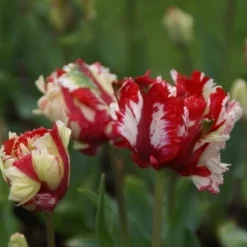 Tulp (Tulipa 'Estella Rijnveld, Parkiet')