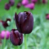 Tulp (Tulipa 'Queen Of Night, Enkel Laat')
