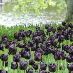 Tulp (Tulipa 'Queen Of Night, Enkel Laat') -Aanbiedingen Hortus Groei Winkel tulipa queenofnight 15