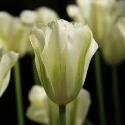 Tulp (Tulipa 'Spring Green', Viridiflora)