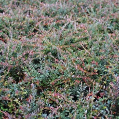 Veenbes (Vaccinium Macrocarpon Cranberry) -Aanbiedingen Hortus Groei Winkel vaccinium macrocarpon