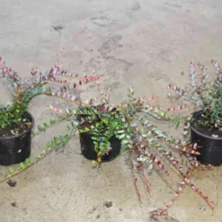 Veenbes (Vaccinium Macrocarpon Cranberry) -Aanbiedingen Hortus Groei Winkel vaccinium macrocarpon 2