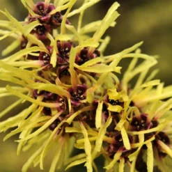 Toverhazelaar (Hamamelis Mollis) -Aanbiedingen Hortus Groei Winkel vaem02437