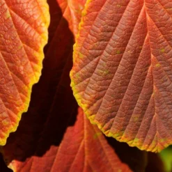 Toverhazelaar (Hamamelis Intermedia 'Diane') 8 Toverhazelaar (Hamamelis Intermedia 'Diane') -Aanbiedingen Hortus Groei Winkel vaem06951