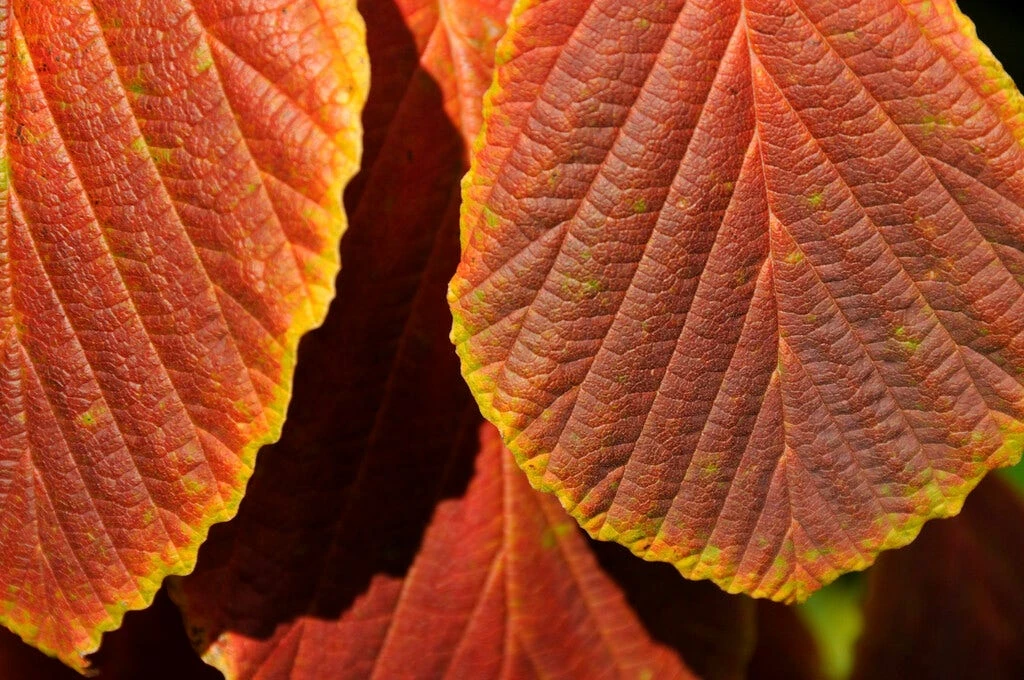 Toverhazelaar (Hamamelis Intermedia 'Diane') 4 Toverhazelaar (Hamamelis Intermedia 'Diane') - Afbeelding 4