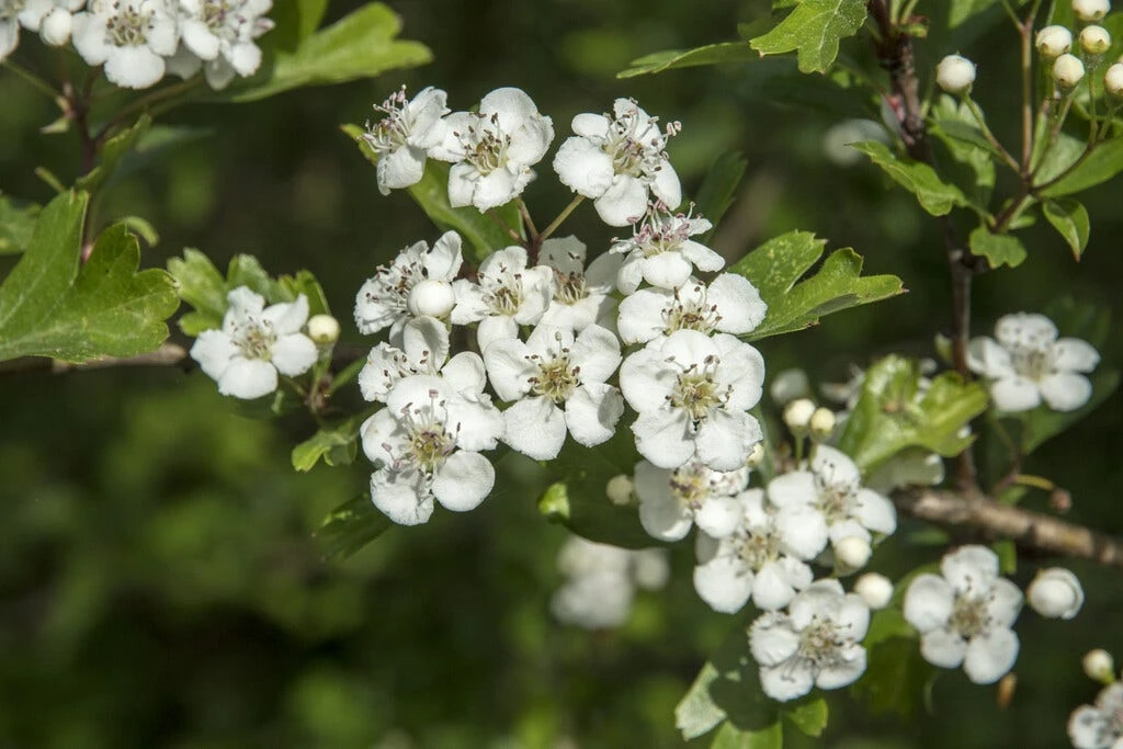 Vogelvriendelijke Haag 2 Vogelvriendelijke Haag - Afbeelding 2